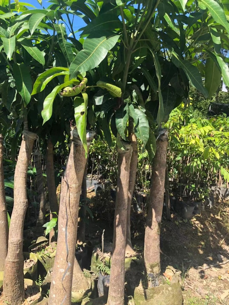 大量低价出售各种规格芒果树，货源充足，价格美丽