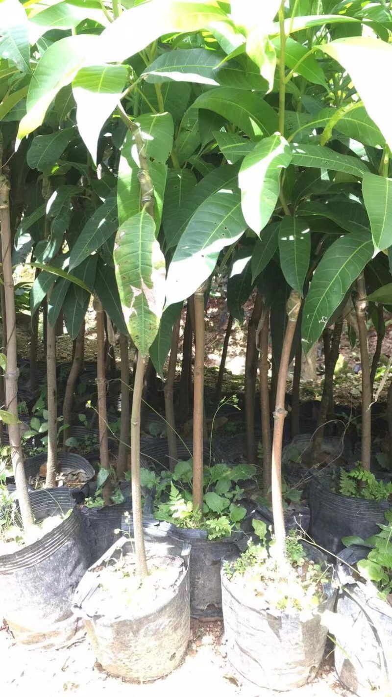 大量低价出售各种规格芒果树，货源充足，价格美丽