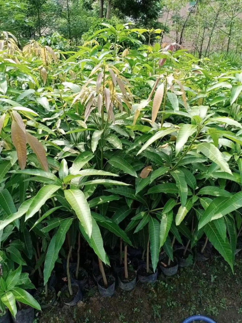 大量低价出售各种规格芒果树，货源充足，价格美丽