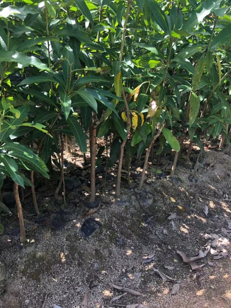 大量低价出售各种规格芒果树，货源充足，价格美丽