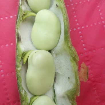 城固蚕豆，胡豆绿色无烂的现货保质量保满意现货