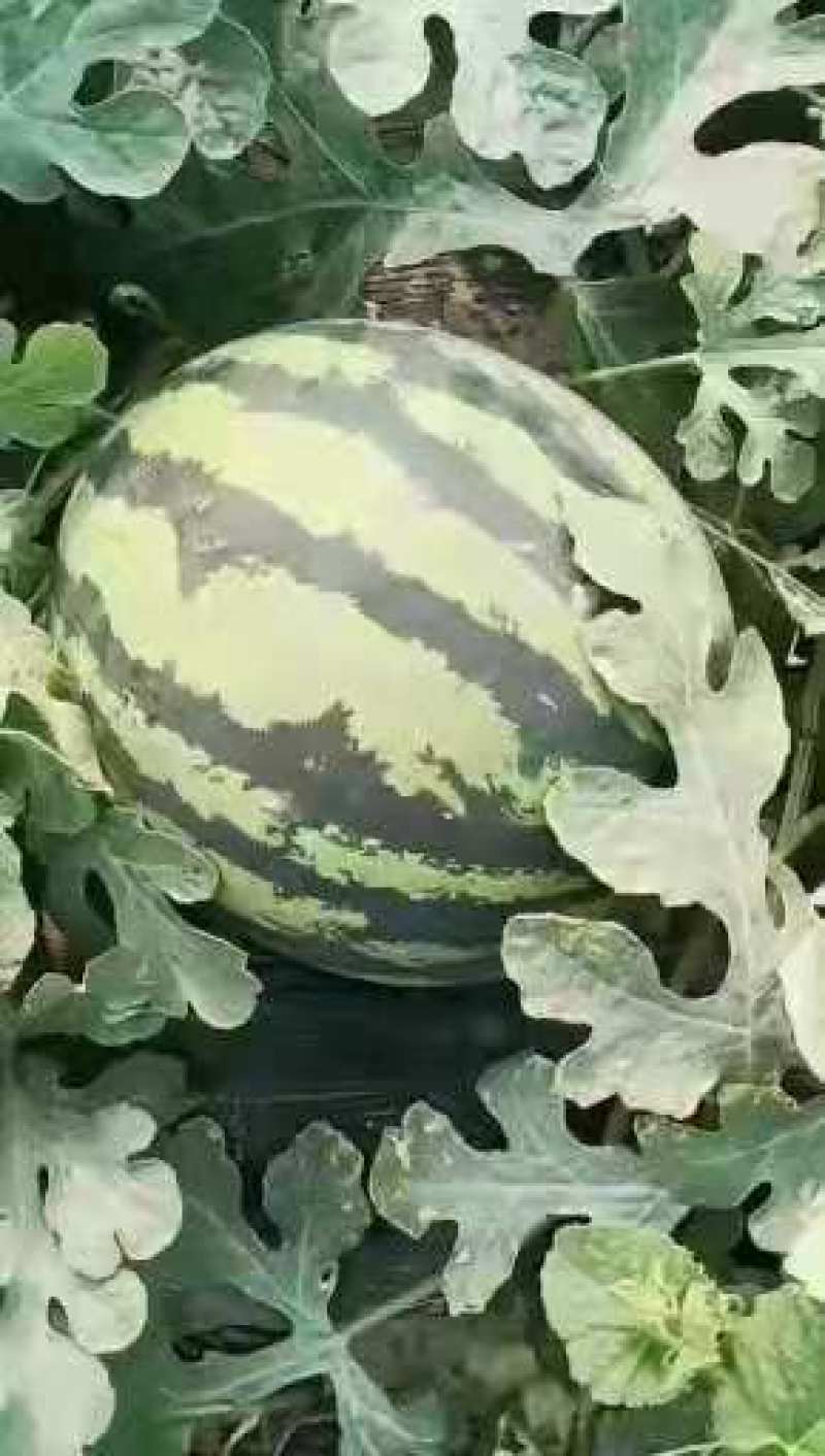 甜王西瓜，皮薄保熟产地甜王西瓜货源充足价格不高