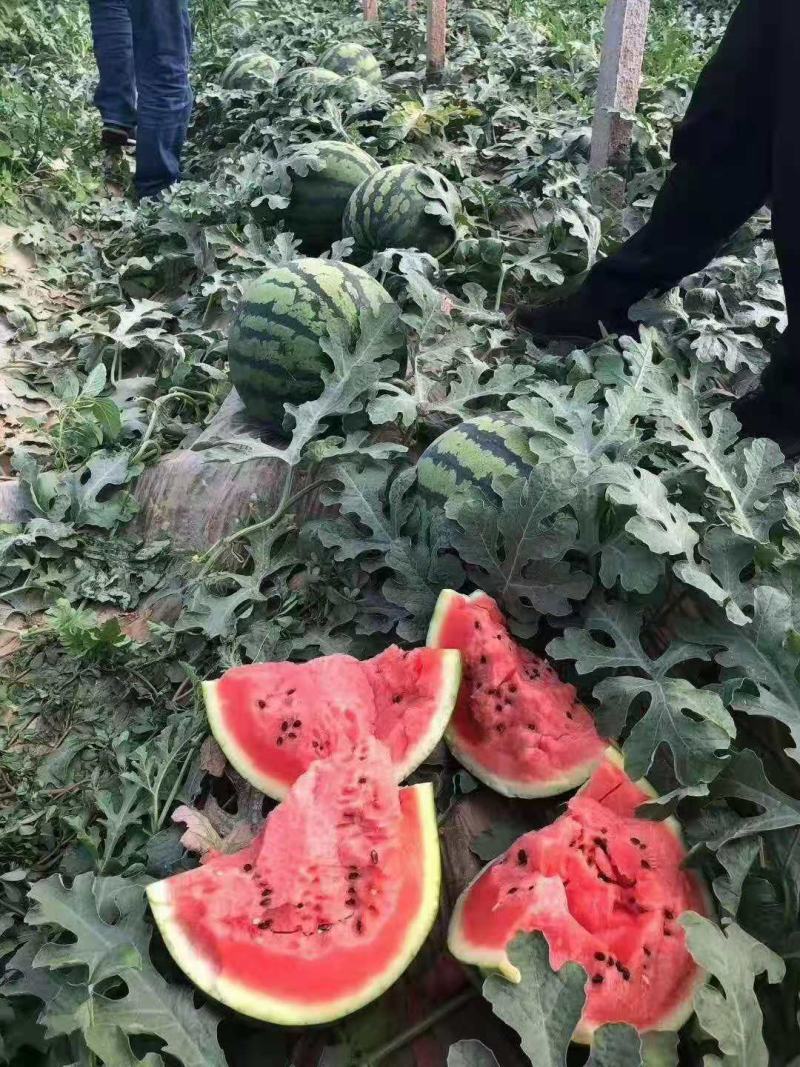 甜王西瓜，皮薄保熟产地甜王西瓜货源充足价格不高