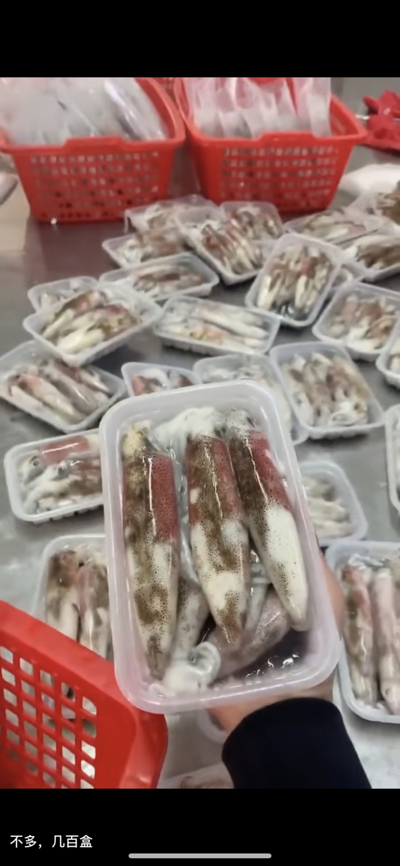 钓鱿鱼活冻鱿鱼北部湾船捕鱿鱼生冻鱿鱼，小管，