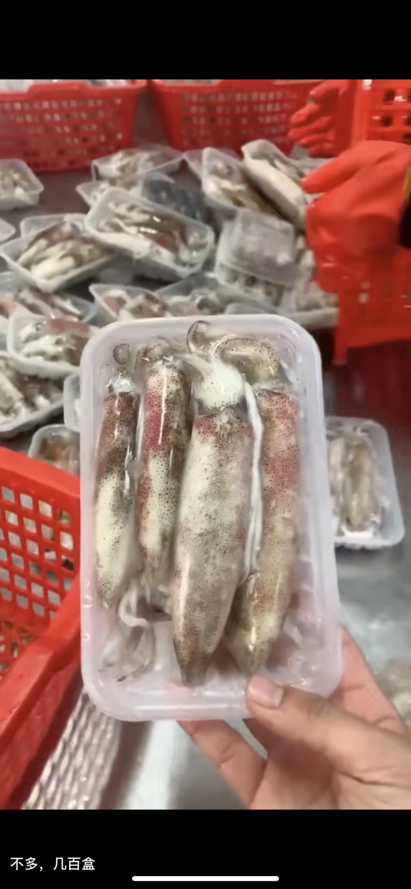 钓鱿鱼活冻鱿鱼北部湾船捕鱿鱼生冻鱿鱼，小管，