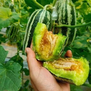 羊角蜜甜瓜(香瓜)沙地精品合作社供货可视频看货
