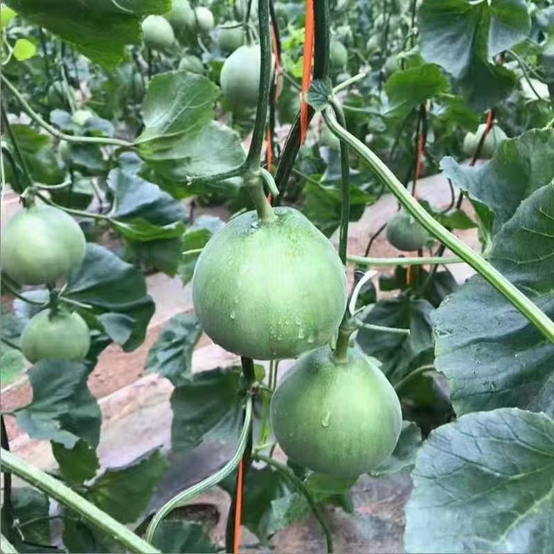 羊角蜜甜瓜(香瓜)沙地精品合作社供货可视频看货