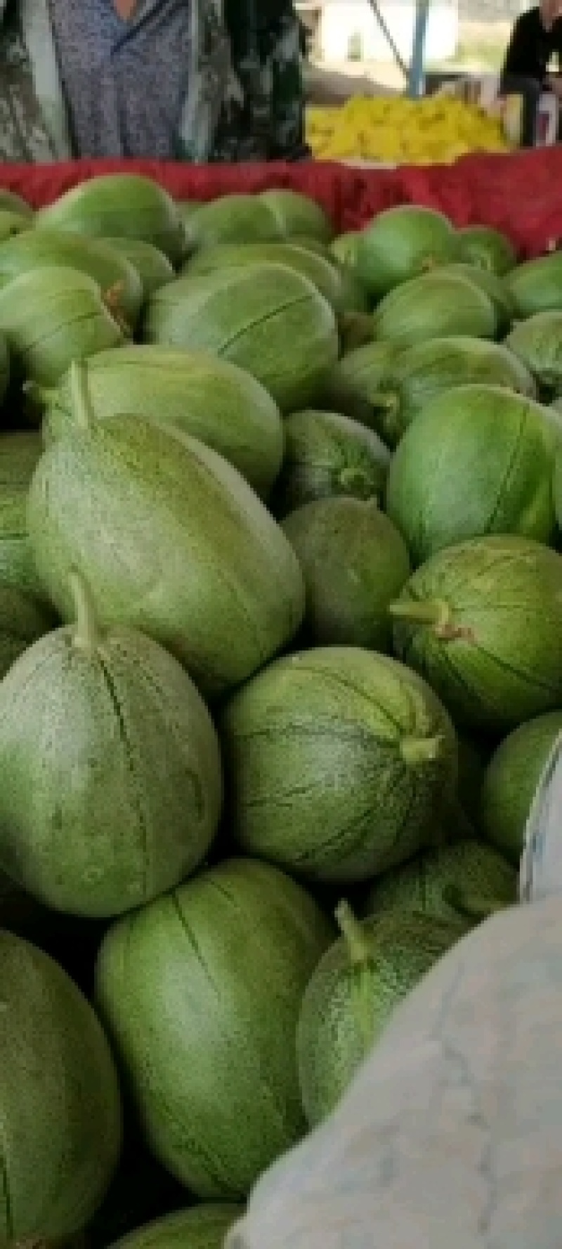 羊角蜜甜瓜(香瓜)沙地精品合作社供货可视频看货