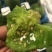 羊角蜜甜瓜(香瓜)沙地精品合作社供货可视频看货