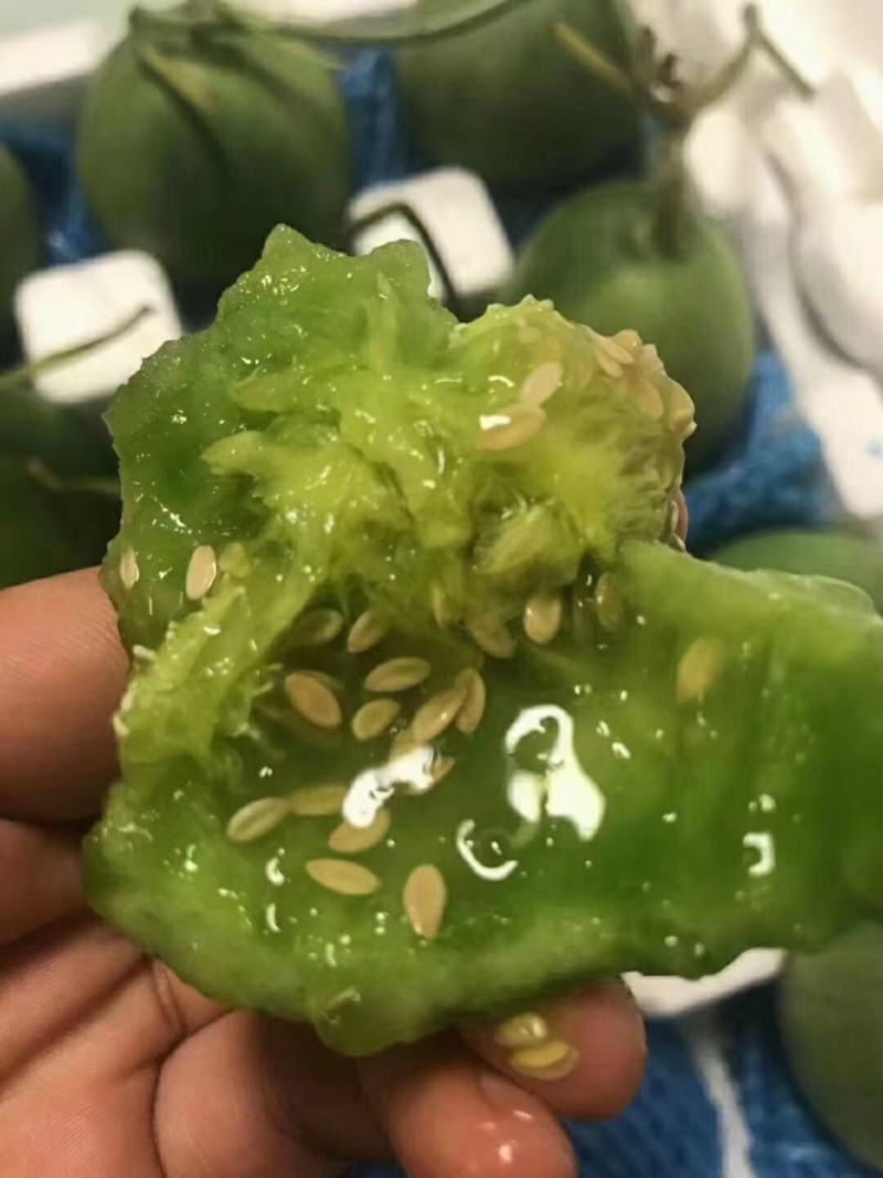 羊角蜜甜瓜(香瓜)沙地精品合作社供货可视频看货