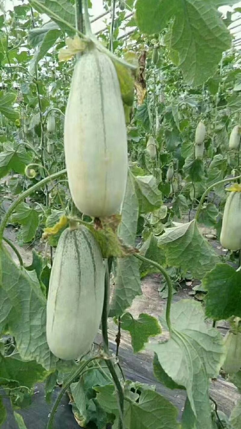 羊角蜜甜瓜(香瓜)沙地精品合作社供货可视频看货