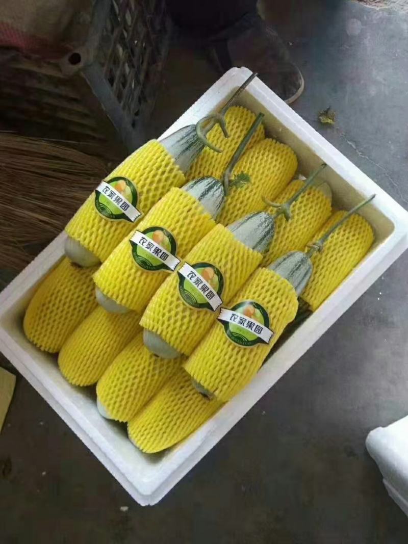 羊角蜜甜瓜(香瓜)沙地精品合作社供货可视频看货