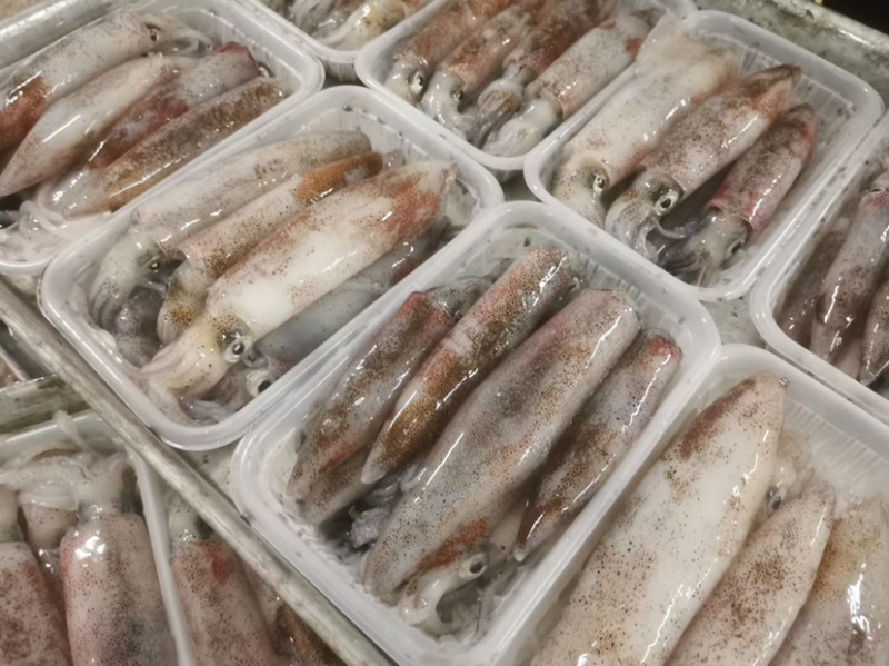 钓鱿鱼活冻鱿鱼北部湾船捕鱿鱼生冻鱿鱼，小管，