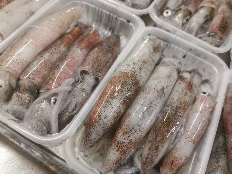 钓鱿鱼活冻鱿鱼北部湾船捕鱿鱼生冻鱿鱼，小管，