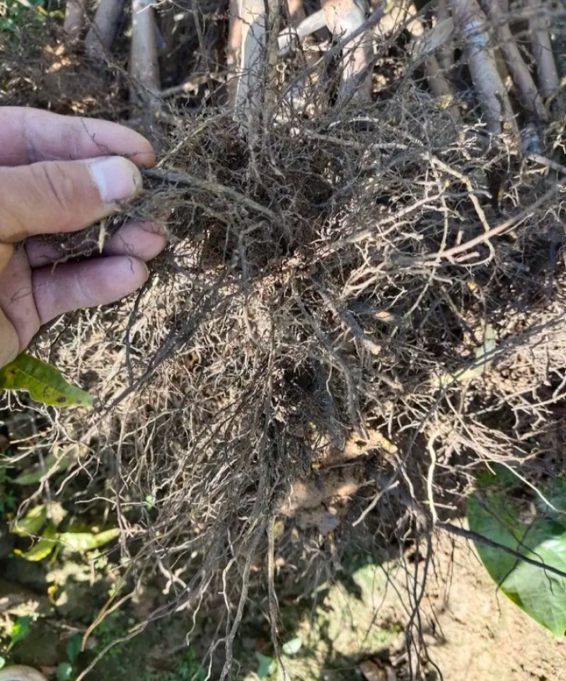 【爆品】正宗黑柿子树苗，日本甜柿，台湾脆柿，摘下既可食用