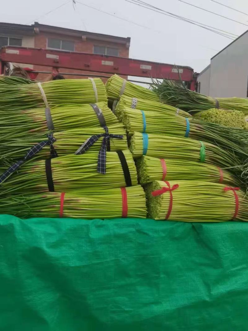 大型基地供应优质蒜薹