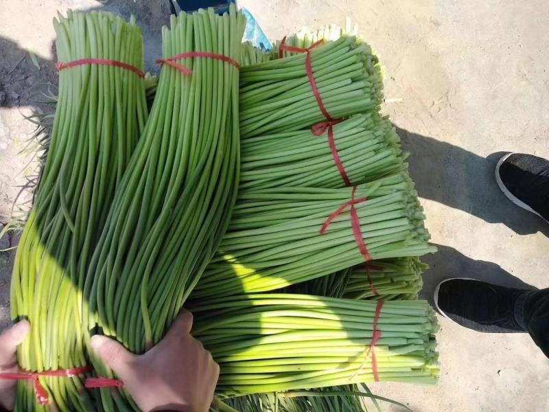 大型基地供应优质蒜薹