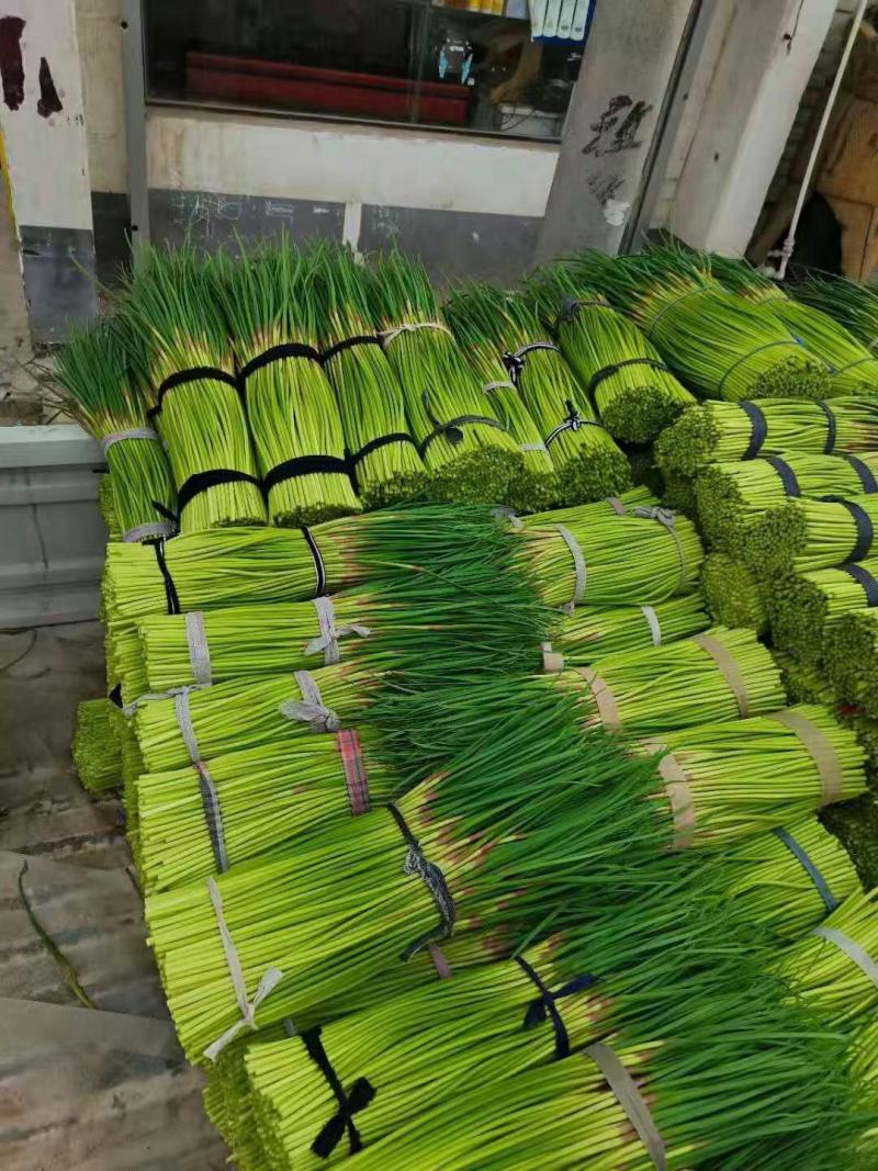 大型基地供应优质蒜薹