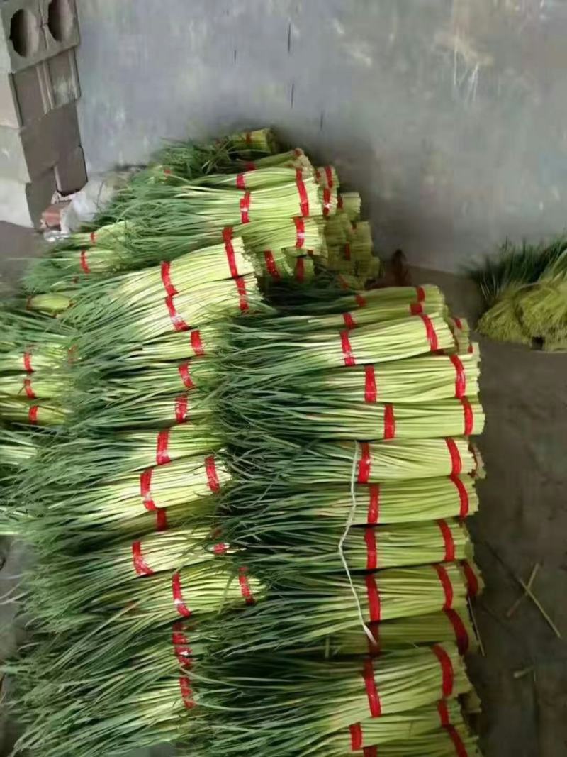 大型基地供应优质蒜薹