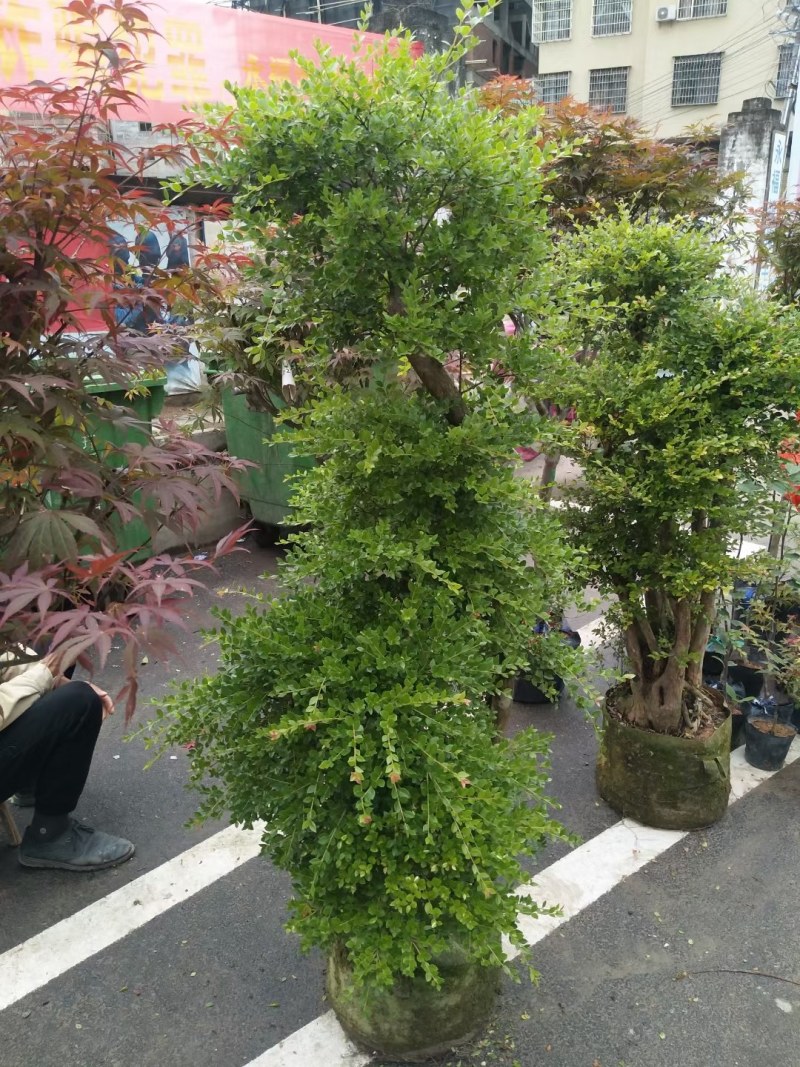 精品树桩赤楠基地直销一手货源一颗可发