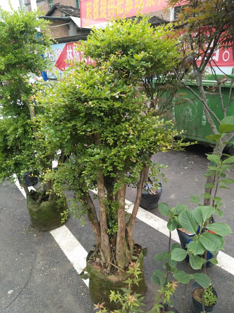 精品树桩赤楠基地直销一手货源一颗可发