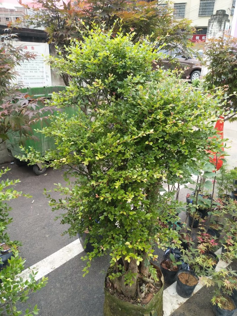 精品树桩赤楠基地直销一手货源一颗可发