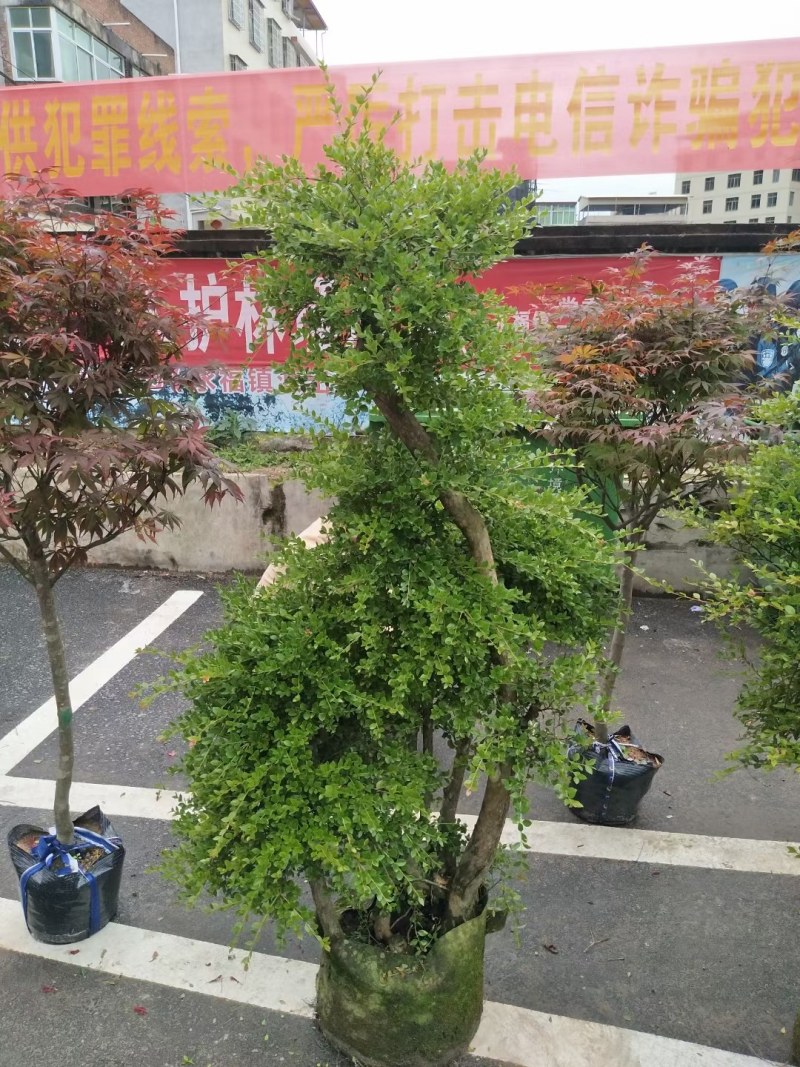 精品树桩赤楠基地直销一手货源一颗可发