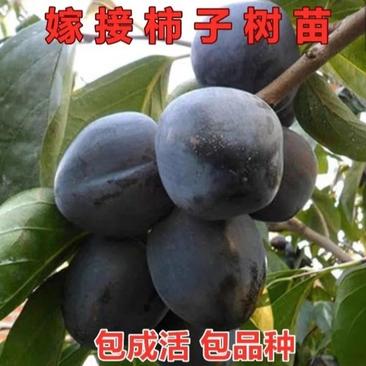 【爆品】正宗黑柿子树苗，日本甜柿，台湾脆柿，摘下既可食用