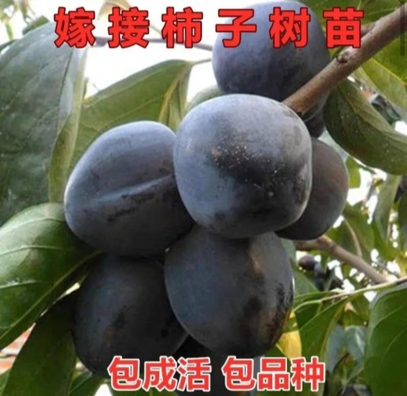 【爆品】正宗黑柿子树苗，日本甜柿，台湾脆柿，摘下既可食用