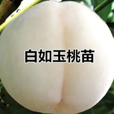 【正品】正宗白桃，白如玉桃树苗，基地直发，保湿发货