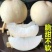 【正品】正宗白桃，白如玉桃树苗，基地直发，保湿发货