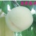 【正品】正宗白桃，白如玉桃树苗，基地直发，保湿发货