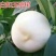 【正品】正宗白桃，白如玉桃树苗，基地直发，保湿发货