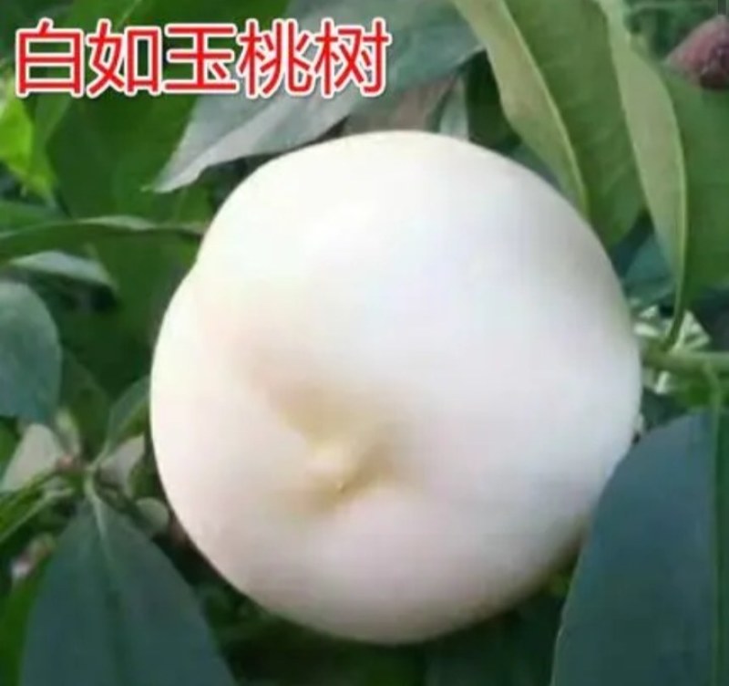 【正品】正宗白桃，白如玉桃树苗，基地直发，保湿发货