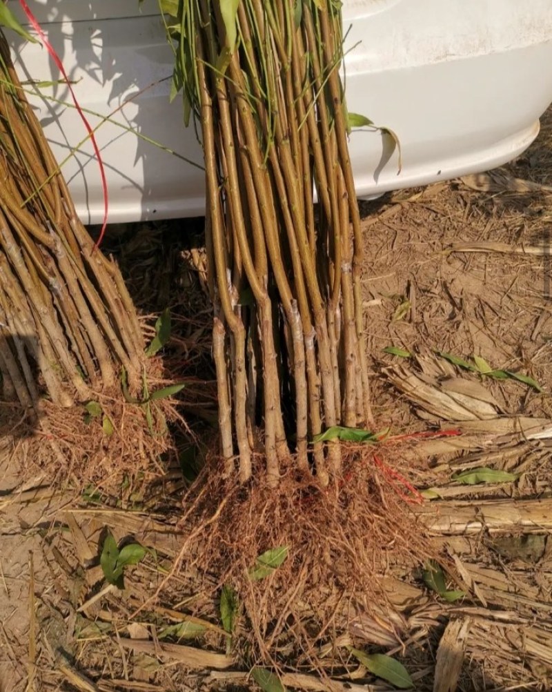 【正品】正宗白桃，白如玉桃树苗，基地直发，保湿发货