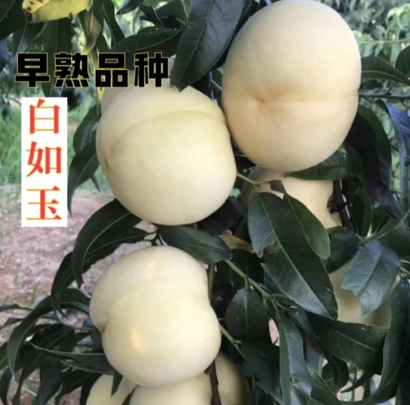 【正品】正宗白桃，白如玉桃树苗，基地直发，保湿发货
