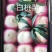 【正品】正宗白桃，白如玉桃树苗，基地直发，保湿发货