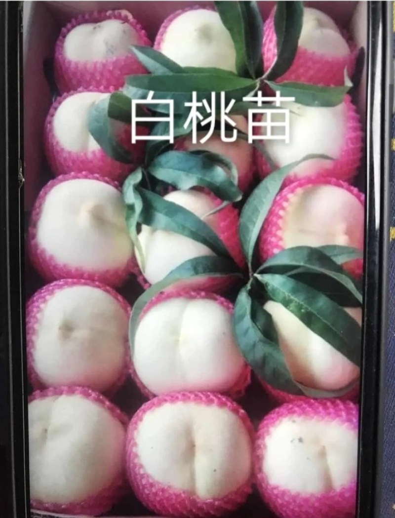【正品】正宗白桃，白如玉桃树苗，基地直发，保湿发货