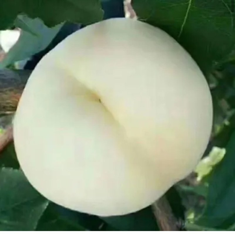 【正品】正宗白桃，白如玉桃树苗，基地直发，保湿发货