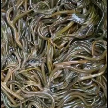 黄鳝苗，华丰九号黄鳝苗，量大可以免费送货。