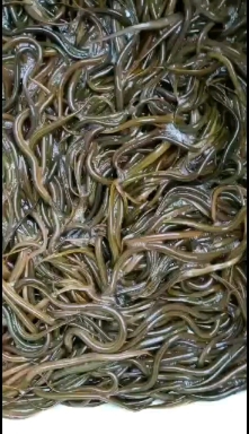 黄鳝苗，华丰九号黄鳝苗，量大可以免费送货。