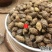 云南野生中药材苍耳子成熟苍耳子牛虱子苍耳苍子