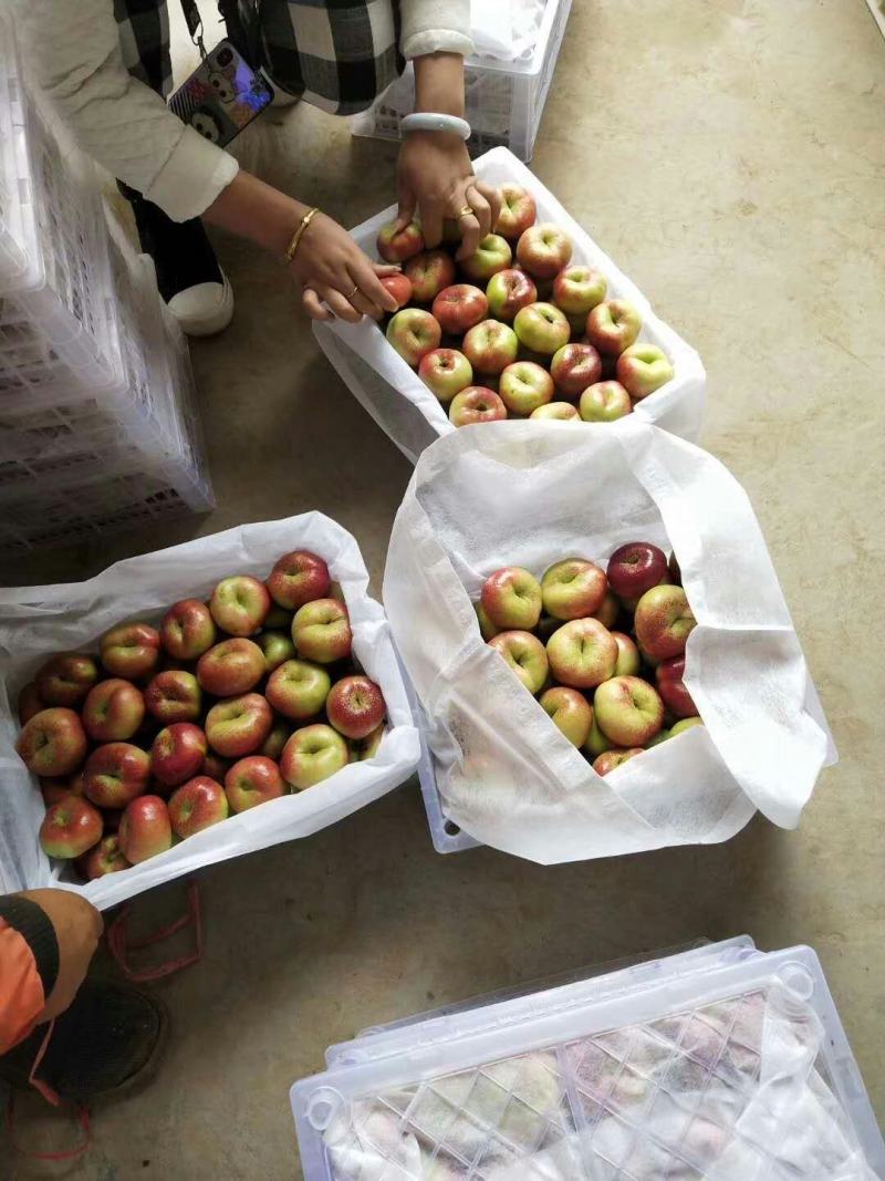 油蟠桃价格，油蟠桃批发油蟠桃产地