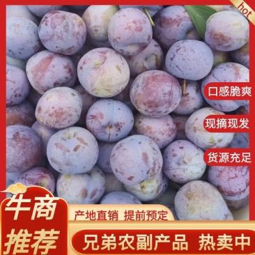 【精品】四川五月脆李子口感脆甜，一手货源，无虫无疤