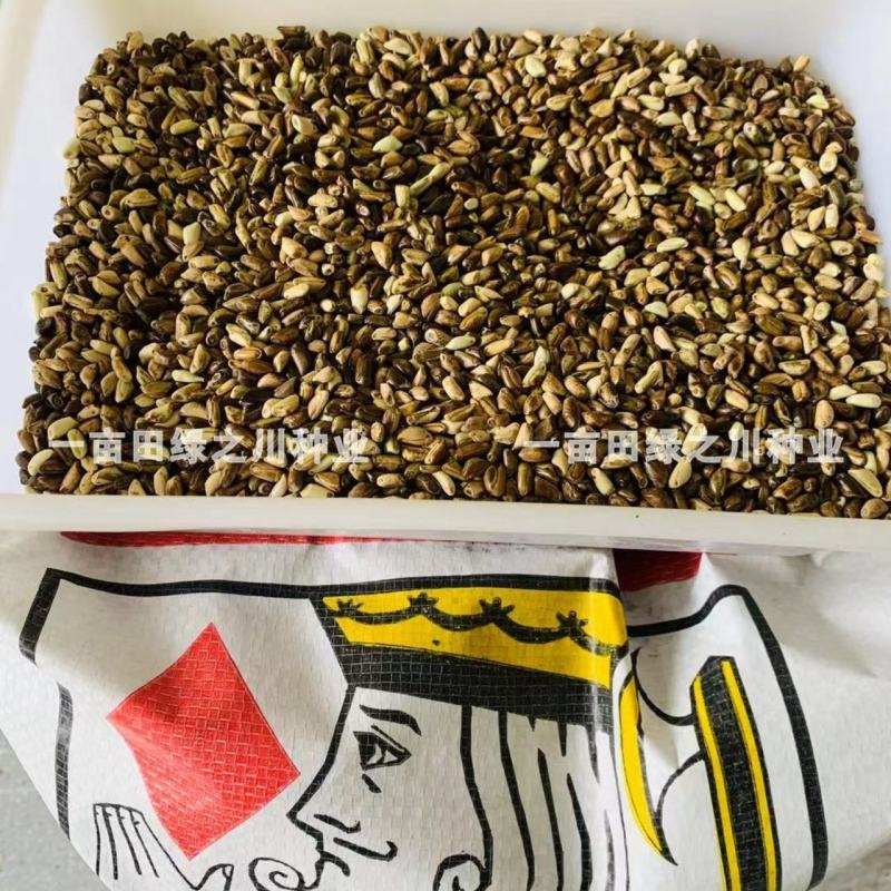 进口墨西哥玉米草抗病高产牧草国产墨西哥玉米草养殖草籽