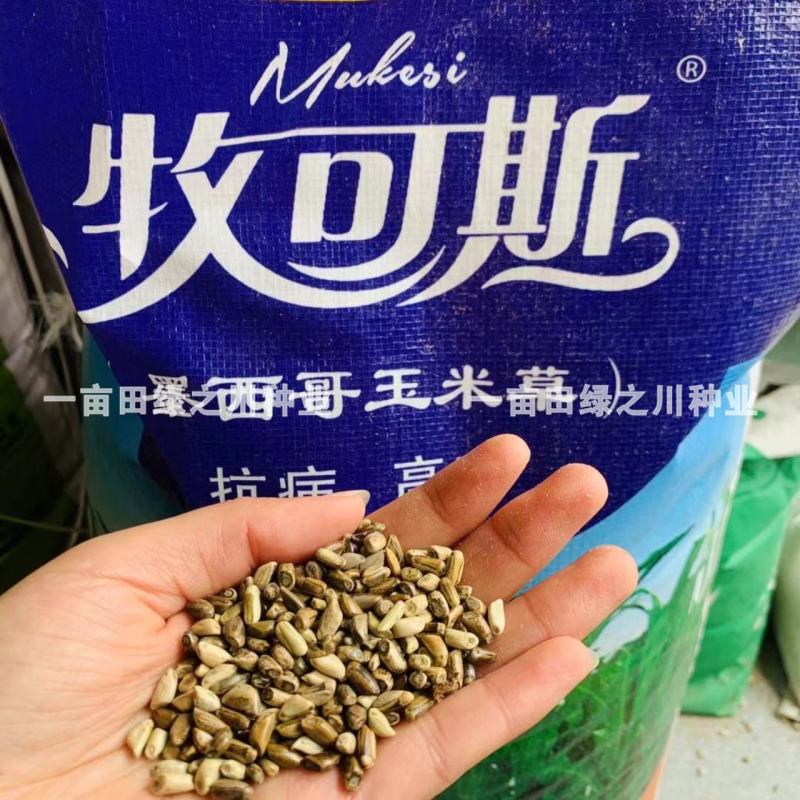 进口墨西哥玉米草抗病高产牧草国产墨西哥玉米草养殖草籽