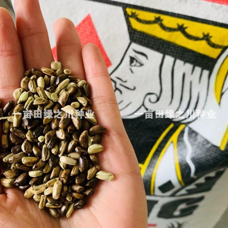 进口墨西哥玉米草抗病高产牧草国产墨西哥玉米草养殖草籽