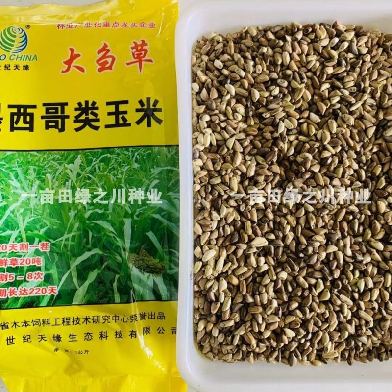 进口墨西哥玉米草抗病高产牧草国产墨西哥玉米草养殖草籽