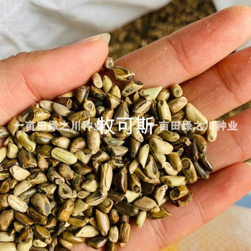 进口墨西哥玉米草抗病高产牧草国产墨西哥玉米草养殖草籽