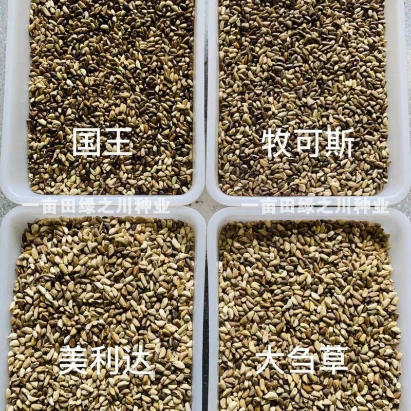 进口墨西哥玉米草抗病高产牧草国产墨西哥玉米草养殖草籽